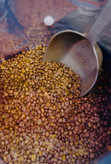 قهوه کاستاریکا (عربیکا)